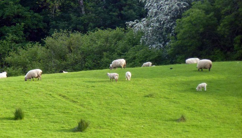 Avondale Farmhouse B&B Pettigoe Eksteriør billede